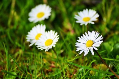 Close-up of white daisy flowers