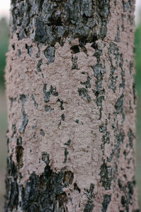 Full frame shot of tree trunk