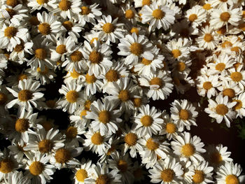 Full frame shot of white flowering plants