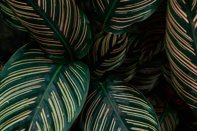 Close up of calathea ornata or sanderiana evergreen