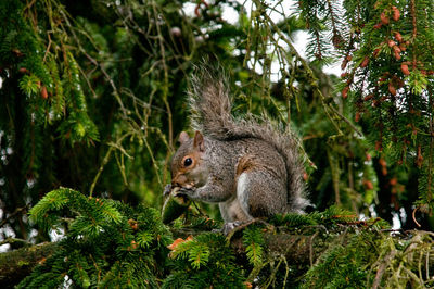 Side view of squirrel on tree