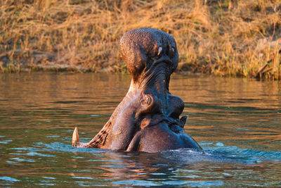 View of hippo in river