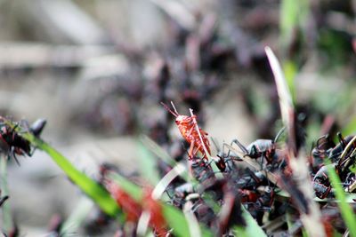 Close-up of insect on flower