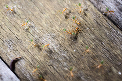 High angle view of ants on wooden plank