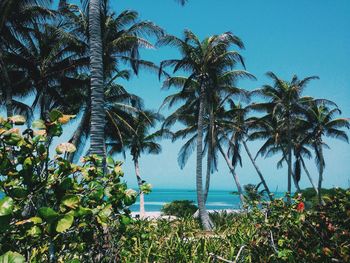 Palm trees on beach against blue sky