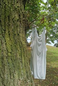 Clothes hanging on tree trunk in forest