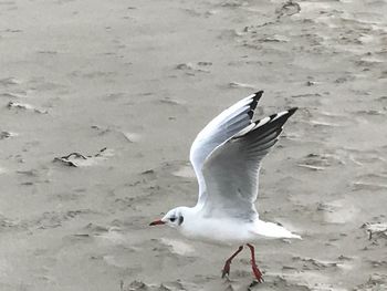 High angle view of seagull flying over beach