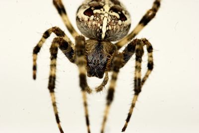 Close-up of spider