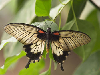 Butterfly on flower