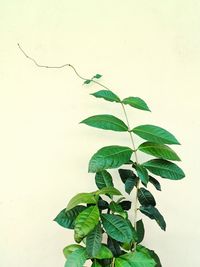 Close-up of leaves against white background
