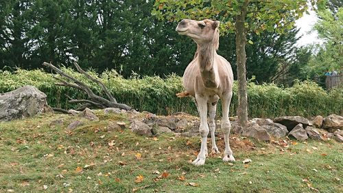 Horse standing on rock