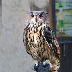 Close-up portrait of owl perching outdoors