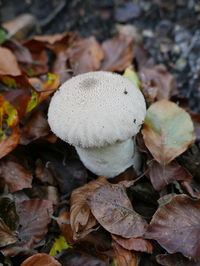 Close-up of mushrooms