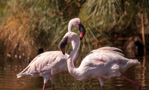 Pink lesser flamingo, phoeniconaias minor, in the middle of a flock in india