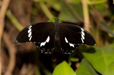 Close-up of butterfly on leaf