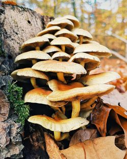 Close-up of mushrooms growing on tree trunk