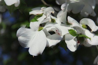 Close-up of white flowering plants