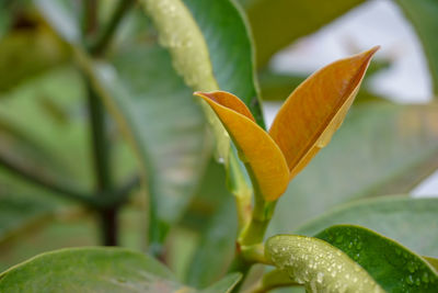 Close-up of orange lily on plant