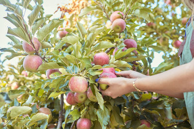 Cropped hand holding fruits