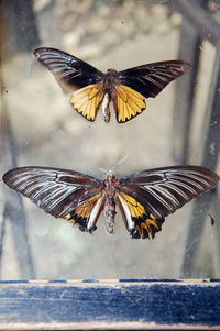 Close-up of butterfly flying