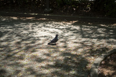 High angle view of bird perching on a field