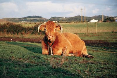 Cow on field against sky