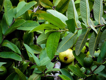 Full frame shot of guava tree