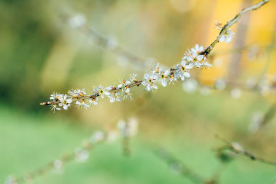 Close-up of cherry blossoms on branch