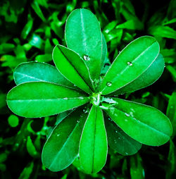 Close-up of wet plant leaves