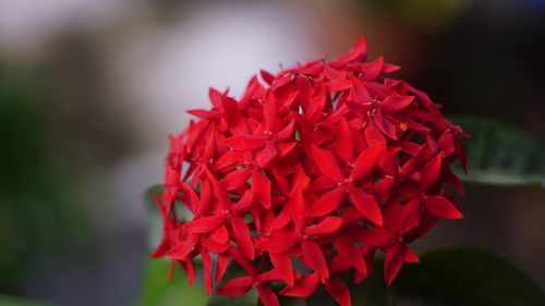 Close-up of red rose flower