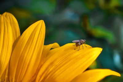 Close-up of insect pollinating on yellow flower