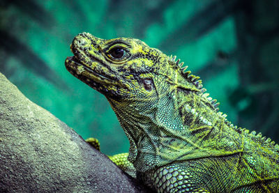 Close-up of lizard