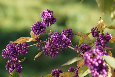 Close-up of purple flowers