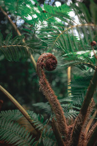 Close-up of palm tree