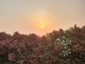 Scenic view of pink flowering plants against sky during sunset