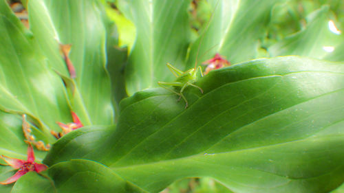 Close-up of insect on leaves