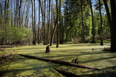 Trees in forest