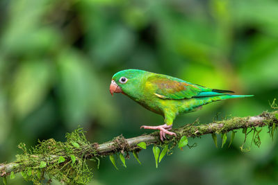 Close-up of bird perching on branch