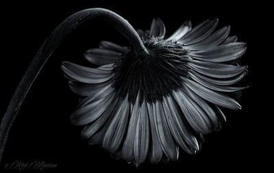 Close-up of flower over black background