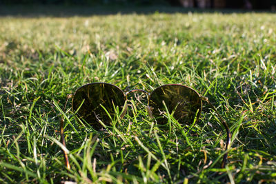 Close-up of grass on field