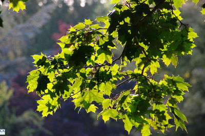 Close-up of fresh green plant
