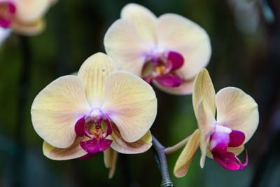 Close-up of pink orchids