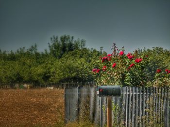 Red flowers growing on tree