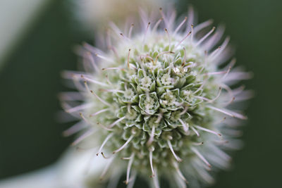 Close-up of succulent plant
