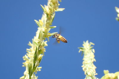 Close-up of bee pollinating flower