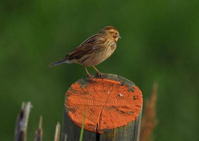 Close-up of bird perching on log