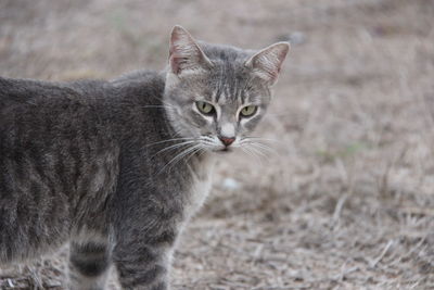 Portrait of tabby cat on field