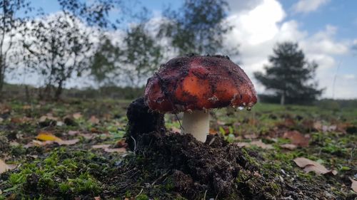 Close-up of mushroom growing on field