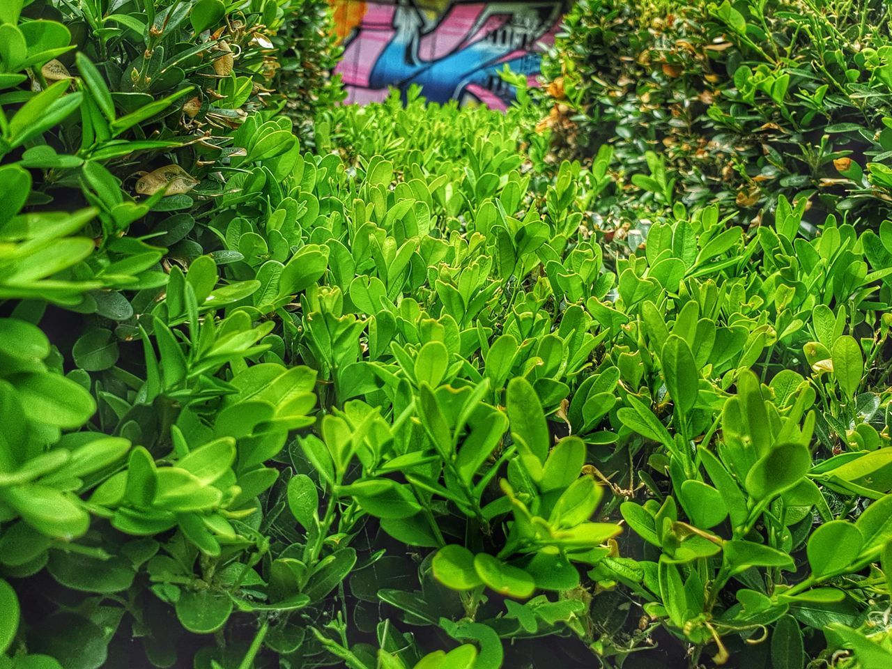 LOW SECTION OF PERSON STANDING ON PLANTS