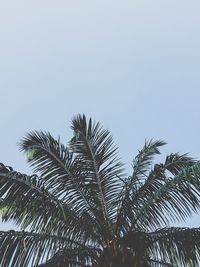 Low angle view of palm trees against clear sky